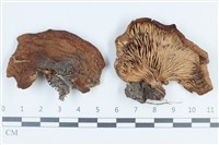 登錄號:F0038661藏品圖，第1張