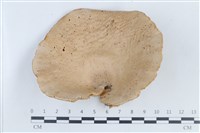 登錄號:F0038662藏品圖，第1張