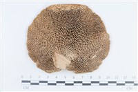 登錄號:F0038662藏品圖，第3張