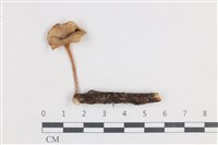 登錄號:F0038663藏品圖，第1張