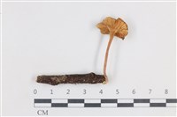 登錄號:F0038663藏品圖，第3張