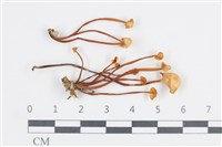 登錄號:F0038665藏品圖，第1張