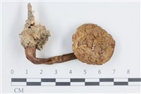 登錄號:F0038667藏品圖，第1張