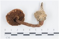 登錄號:F0038667藏品圖，第3張