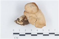 登錄號:F0038668藏品圖，第1張