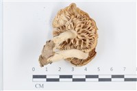 登錄號:F0038668藏品圖，第3張