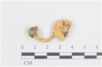 登錄號:F0038670藏品圖，第1張