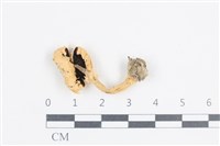 登錄號:F0038670藏品圖，第3張