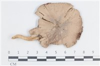 登錄號:F0038674藏品圖，第1張