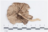 登錄號:F0038674藏品圖，第3張