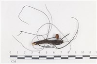 登錄號:F0038675藏品圖，第1張