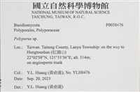 多孔菌屬藏品圖，第2張