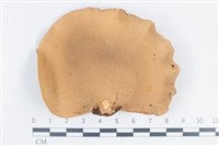 多孔菌屬藏品圖，第3張