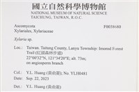 炭角菌屬藏品圖，第2張