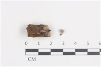 炭角菌屬藏品圖，第1張