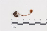 登錄號:F0038684藏品圖，第3張