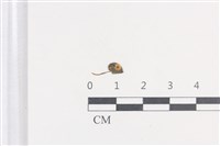 登錄號:F0038685藏品圖，第1張