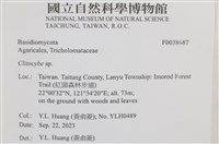 杯傘屬藏品圖，第2張