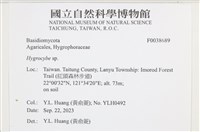 濕傘屬藏品圖，第2張