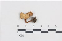 濕傘屬藏品圖，第1張