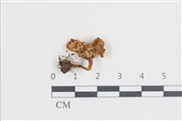 濕傘屬藏品圖，第3張