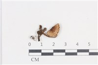 登錄號:F0038692藏品圖，第1張