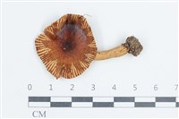 登錄號:F0038696藏品圖，第1張