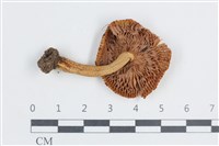 登錄號:F0038696藏品圖，第3張