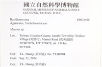 小菇屬藏品圖，第2張