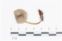 小菇屬藏品圖，第1張