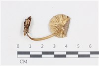 小菇屬藏品圖，第3張