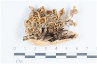 小菇屬藏品圖，第1張