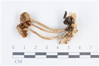 登錄號:F0038701藏品圖，第1張