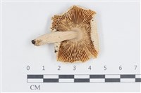 登錄號:F0038702藏品圖，第3張