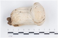 登錄號:F0038703藏品圖，第1張