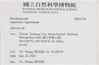 傘菌屬藏品圖，第2張