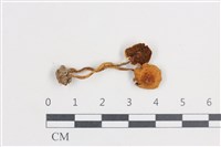 傘菌屬藏品圖，第1張