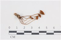 登錄號:F0038712藏品圖，第1張