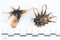 登錄號:F0038719藏品圖，第1張