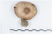 登錄號:F0038720藏品圖，第1張