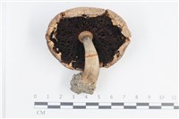 登錄號:F0038720藏品圖，第3張