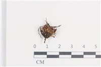 登錄號:F0038721藏品圖，第1張