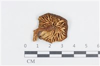 登錄號:F0038724藏品圖，第3張