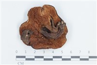 登錄號:F0038726藏品圖，第3張