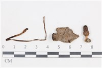 Accession Number:F0038728 Collection Image, Figure 1, Total 2 Figures