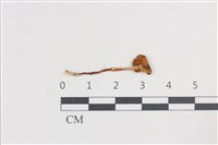 登錄號:F0038730藏品圖，第3張