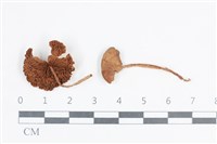 登錄號:F0038731藏品圖，第1張