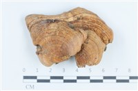 登錄號:F0038736藏品圖，第1張