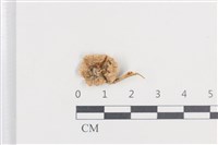 登錄號:F0038739藏品圖，第1張