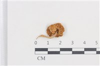 登錄號:F0038739藏品圖，第3張